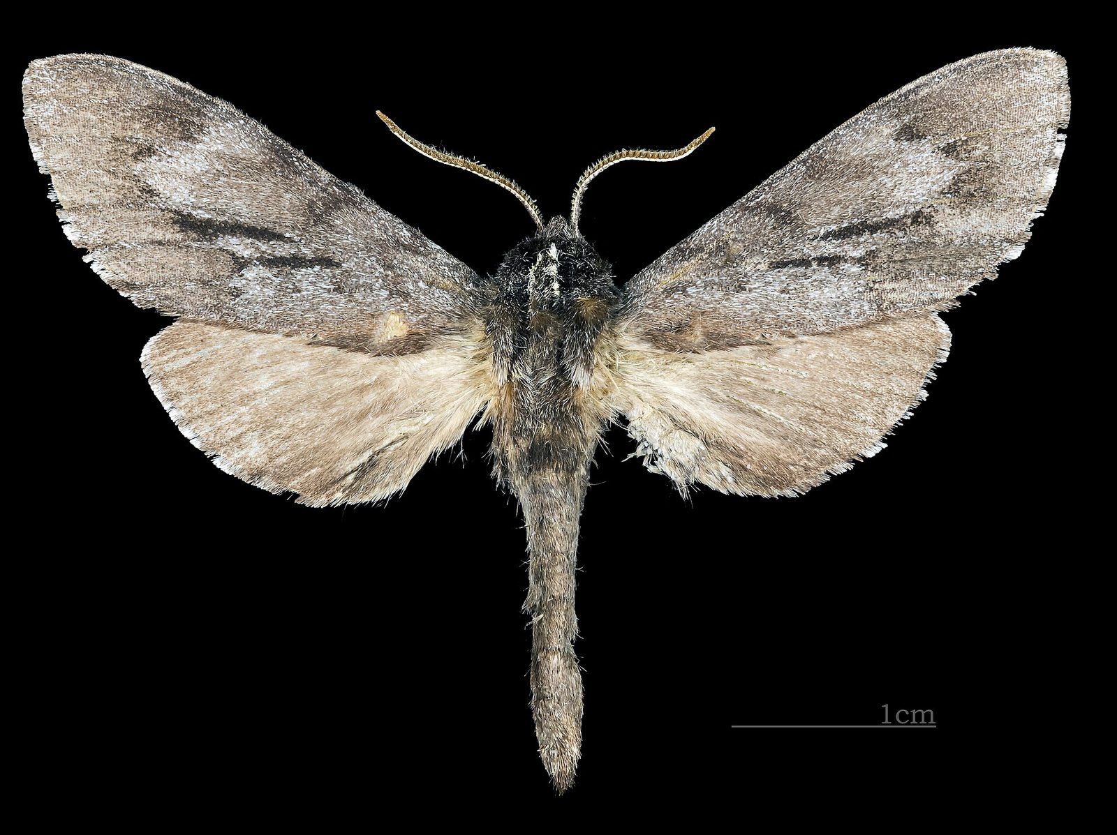 Lapara coniferarum CUT MHNT 2010 0 151 Arlington county Virginia, male dorsal