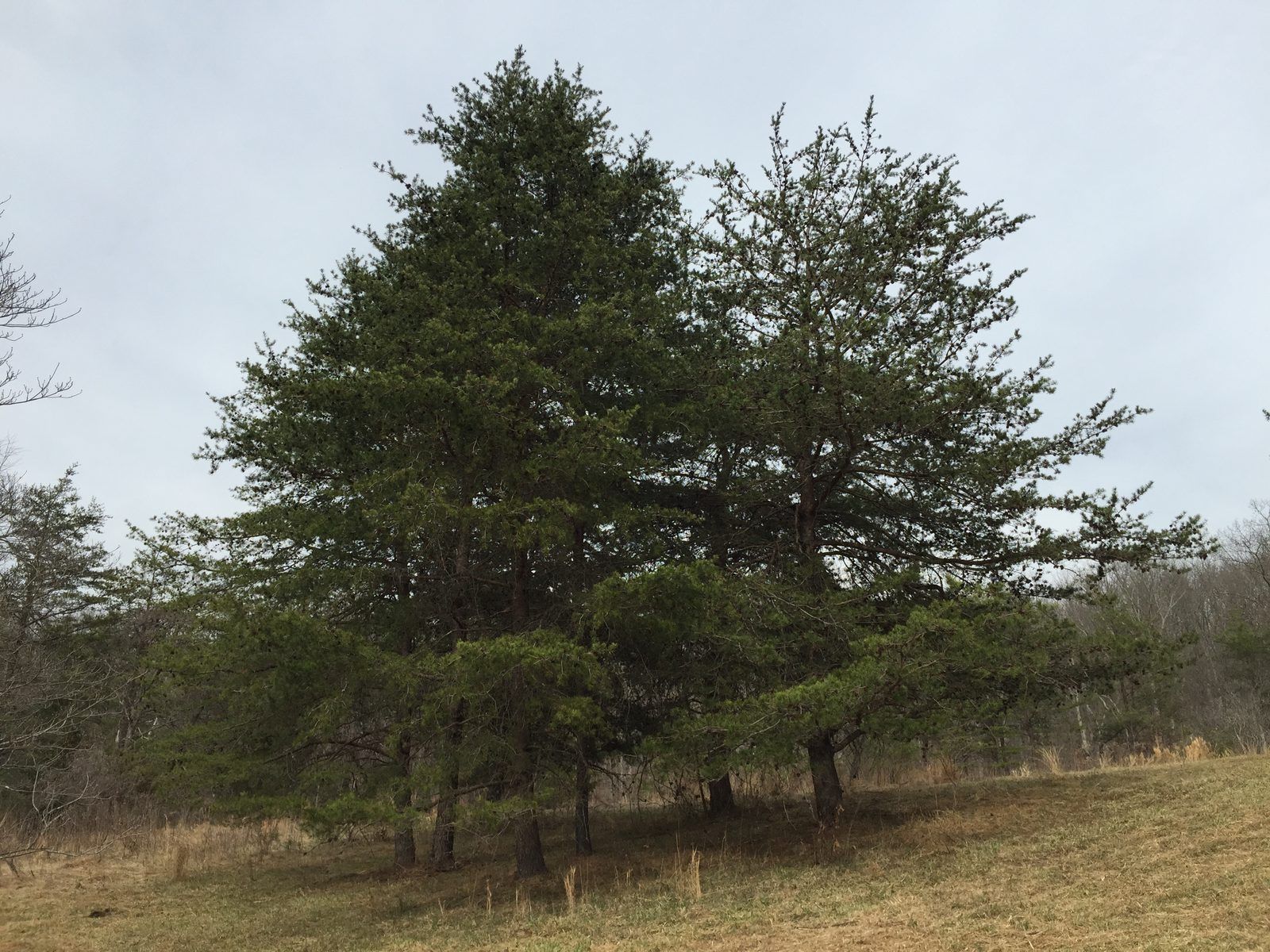 2016-03-10 14 55 27 Virginia Pines along the Big Meadow Trail within Ellanor C. Lawrence Park in Fairfax County, Virginia